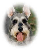 Loving-Care Pet Sitting Houston Texas Sadie schnauzer pet sitting houston texas, pet sitter, cat sitter, dog sitting houston, dog walking houston tx, dogwalking, 713-465-1610, lynn virshup, NAPPS, PSI, Montrose, Galleria, River Oaks, West University, Memorial, Medical Center, The Heights, Spring Branch, bonded pet sitting, insured pet sitting houston texas, dog walks